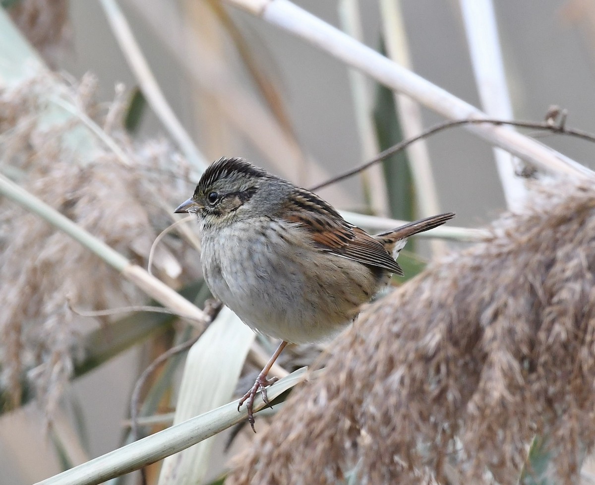 Swamp Sparrow - ML508600051