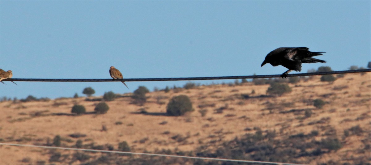 Mourning Dove - ML508600121