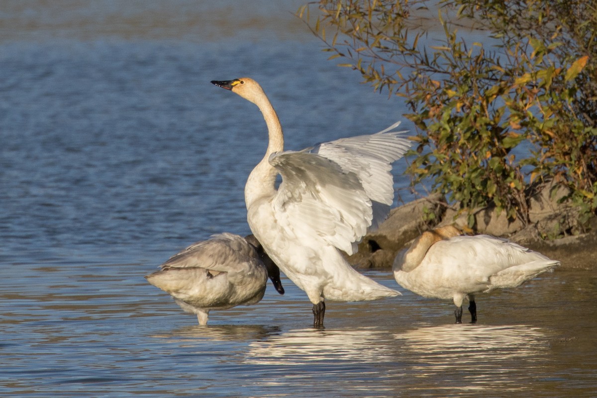 Tundra Swan - Bill Chen