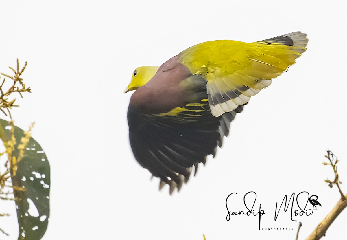 Gray-fronted Green-Pigeon - ML508600951