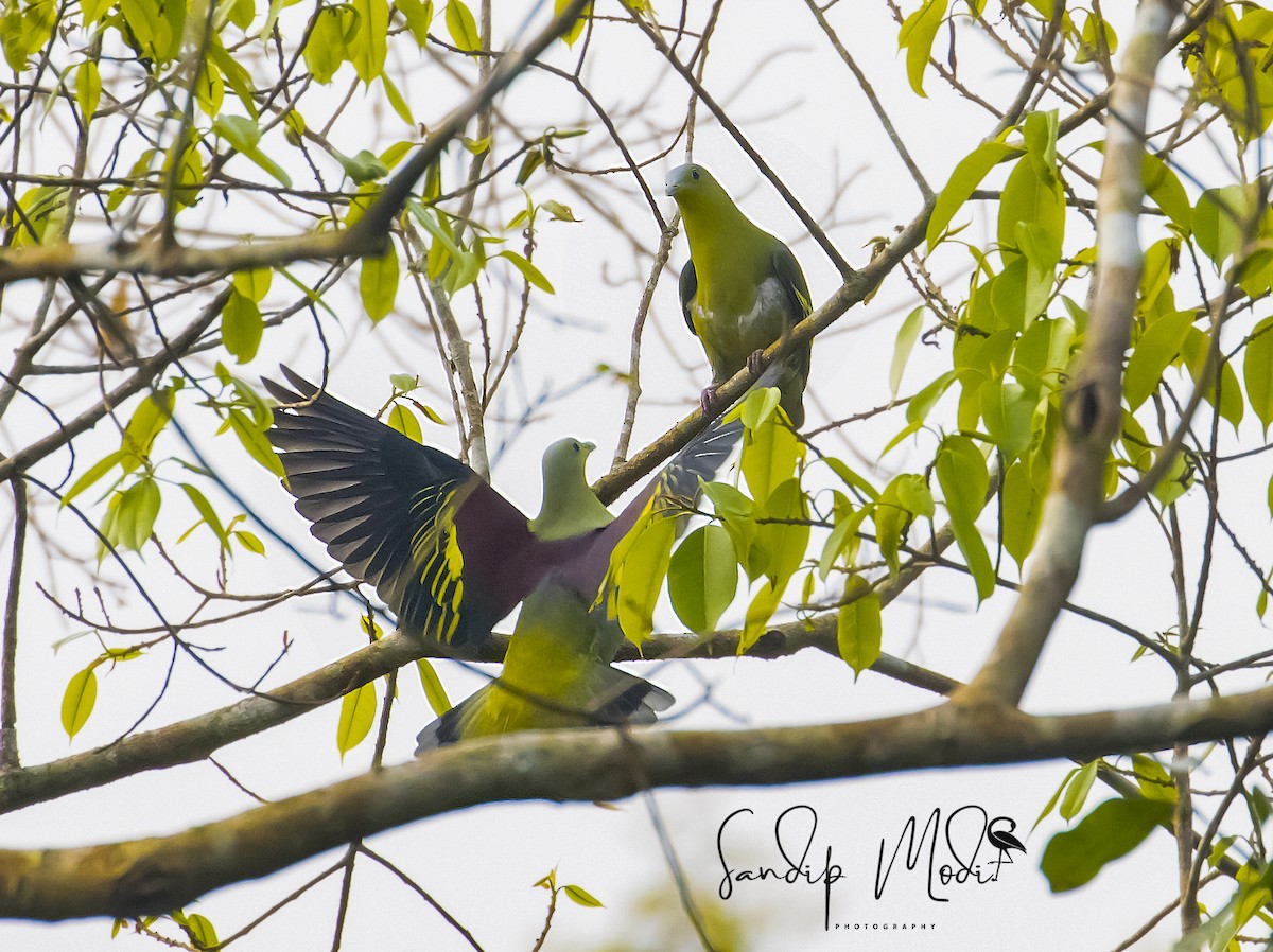 Gray-fronted Green-Pigeon - ML508600961