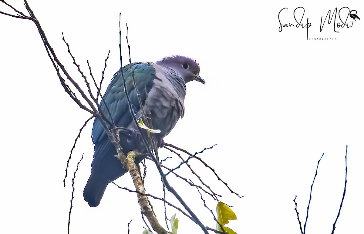 Green Imperial-Pigeon - Dr.Sandip  Modi