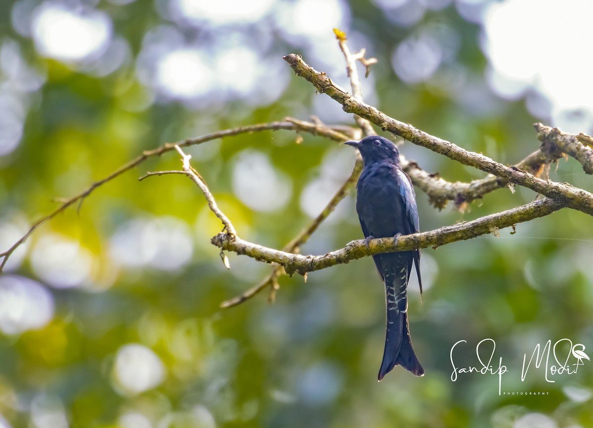 Fork-tailed Drongo-Cuckoo - ML508601051