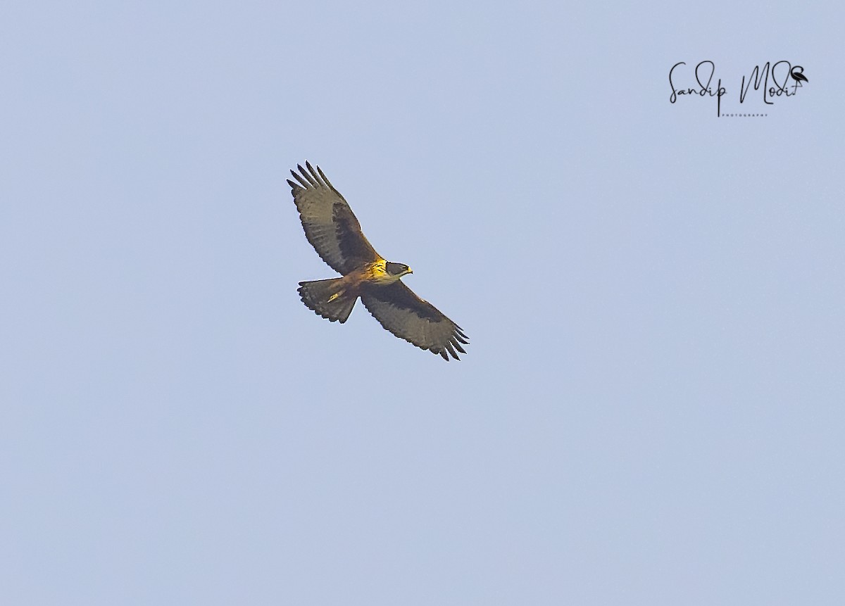 orel rezavobřichý - ML508601061