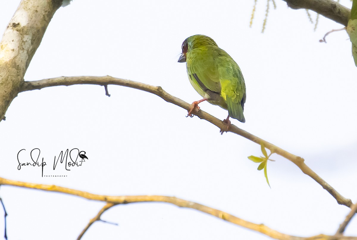 barbet malabarský - ML508601141