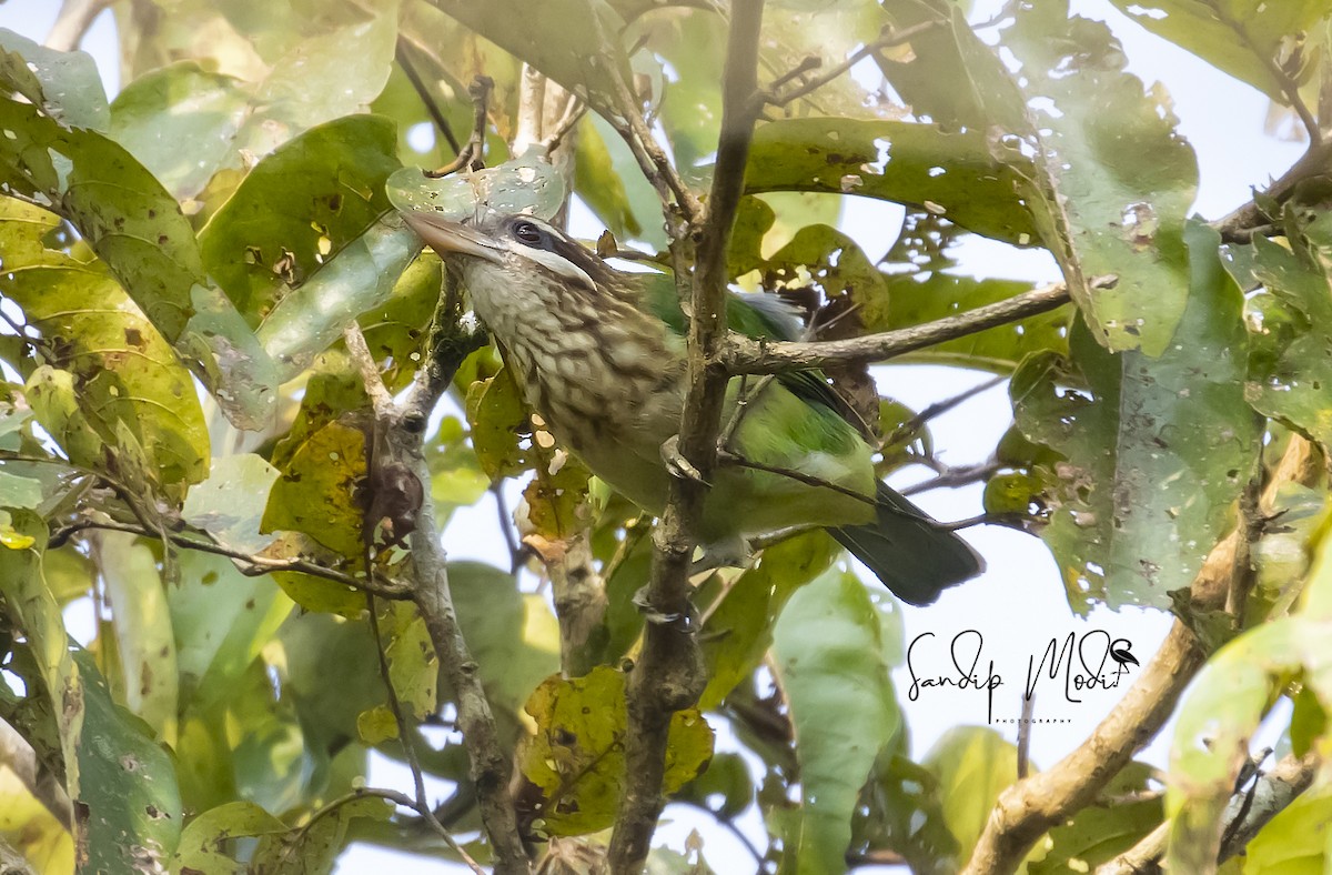 White-cheeked Barbet - Dr.Sandip  Modi