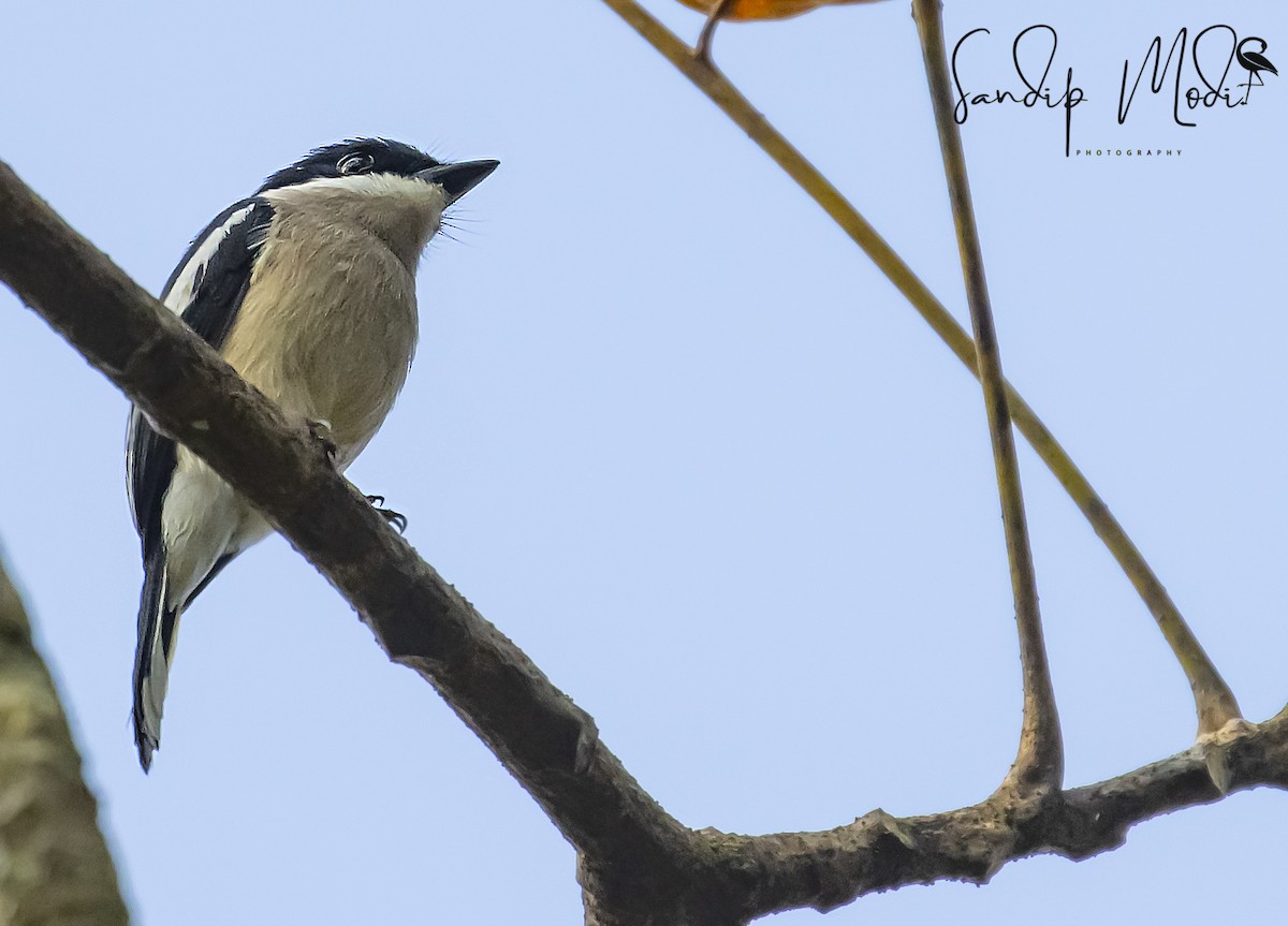 Bar-winged Flycatcher-shrike - ML508601291