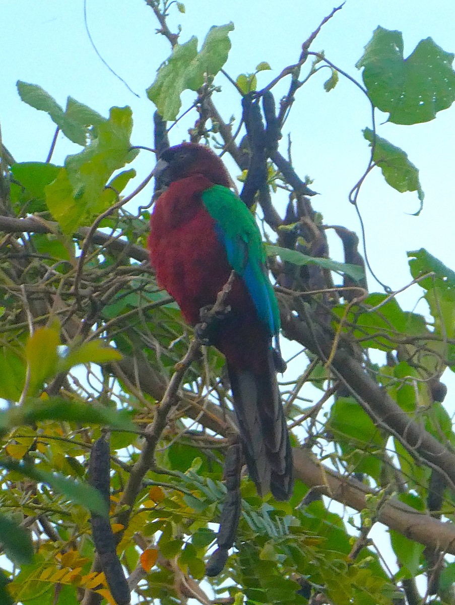 Red Shining-Parrot - Robert Keiffer