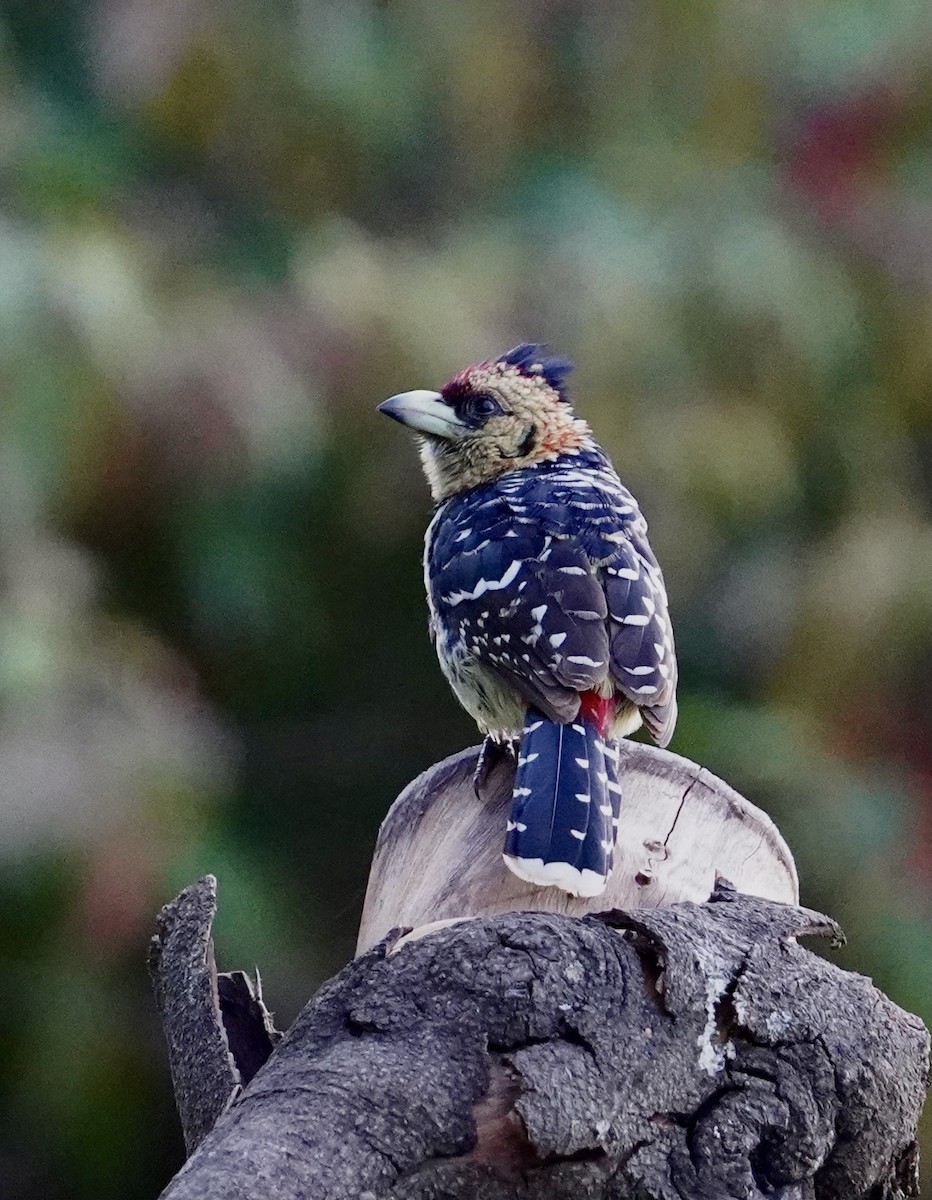 Crested Barbet - ML508601471