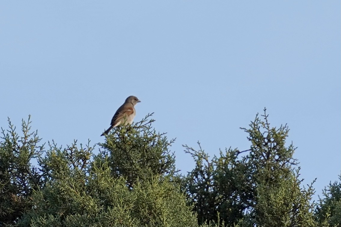 Southern Gray-headed Sparrow - ML508601761