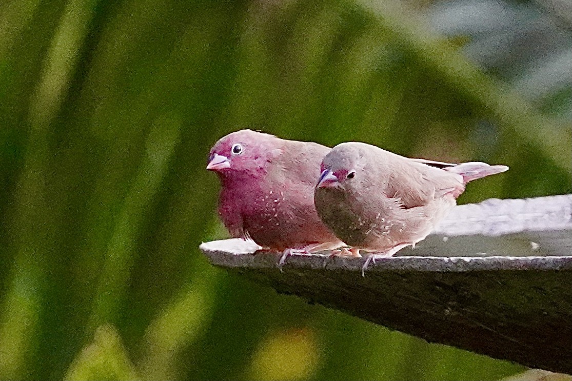 Red-billed Firefinch - ML508601791