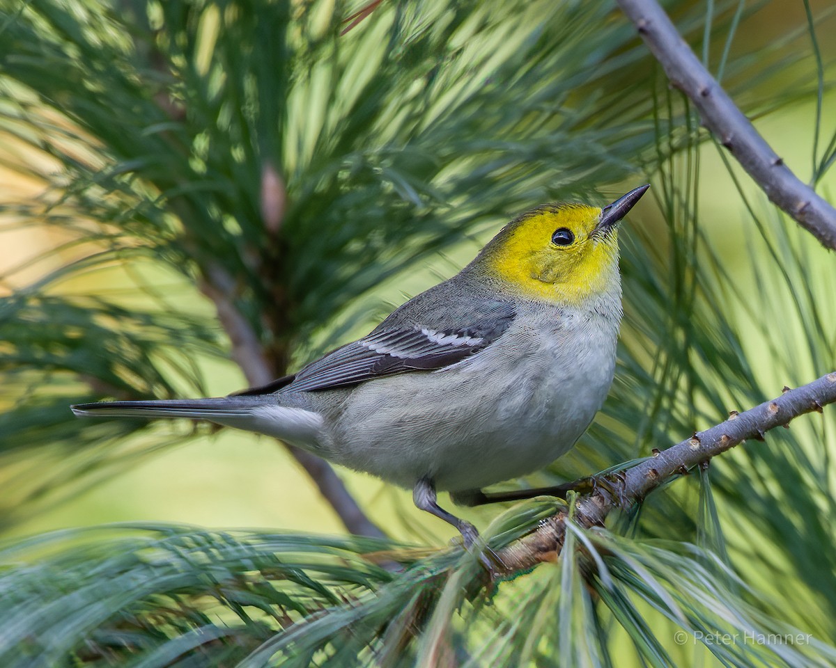 Hermit Warbler - ML508601851