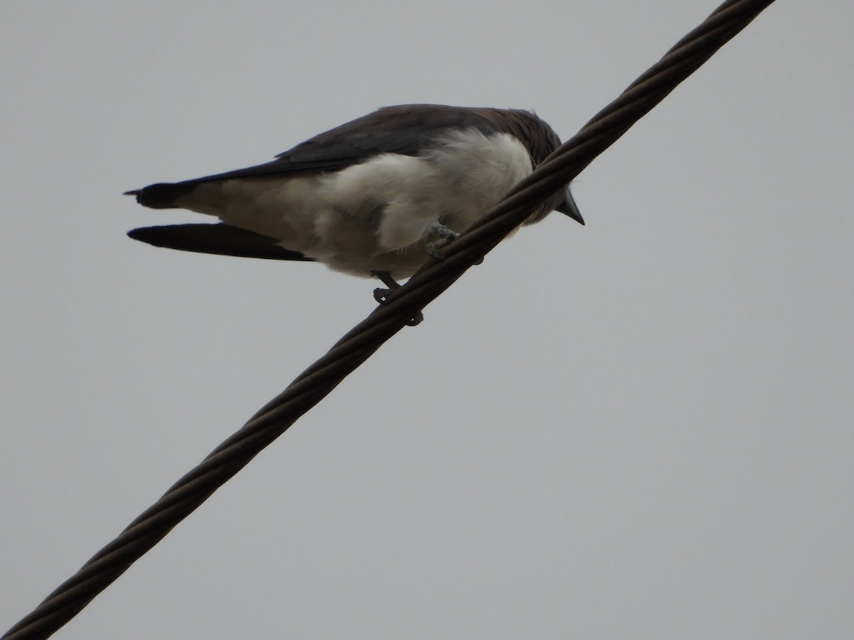 White-breasted Woodswallow - ML508601931