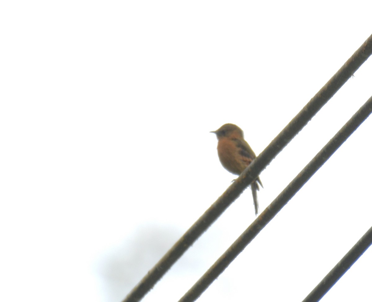 Cinnamon Flycatcher - ML508601971