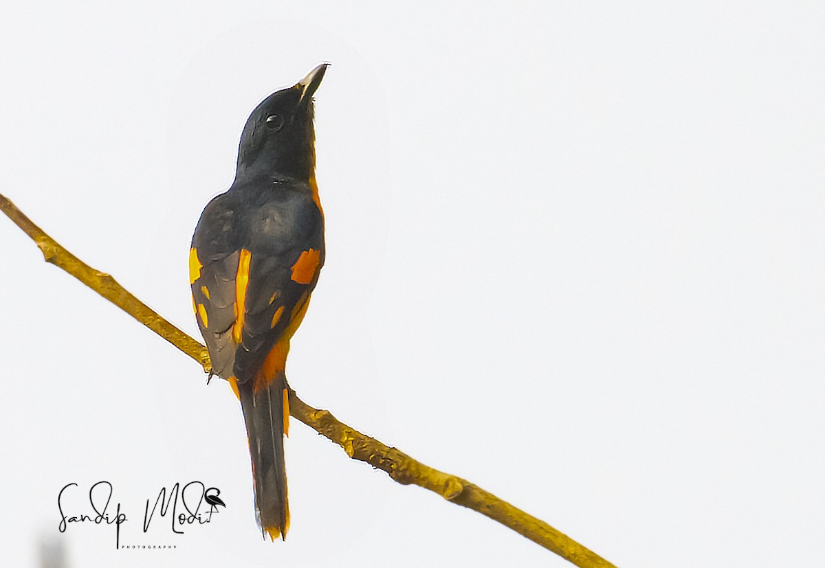 Orange Minivet - ML508602001