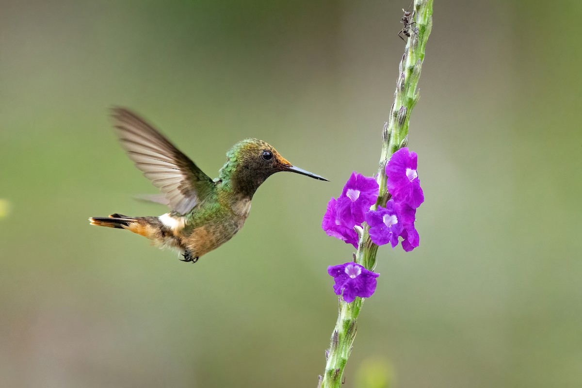 Rufous-crested Coquette - ML508602081