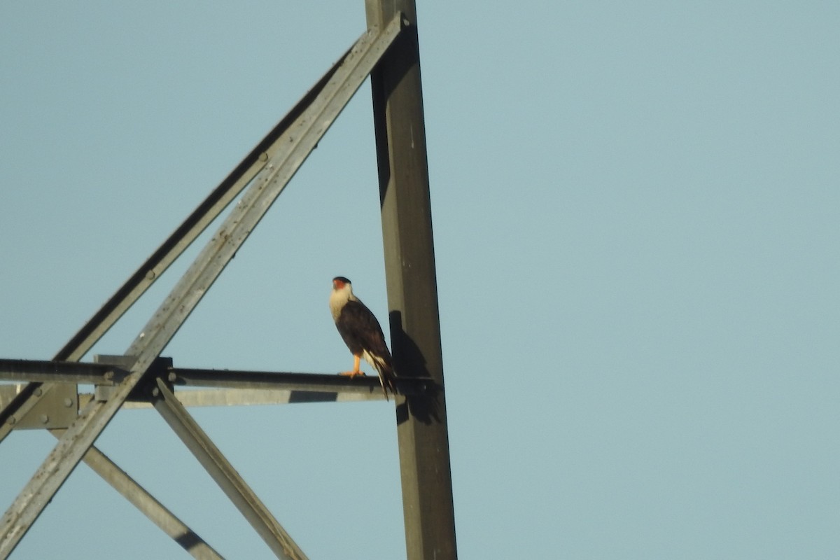 Crested Caracara - ML508602261