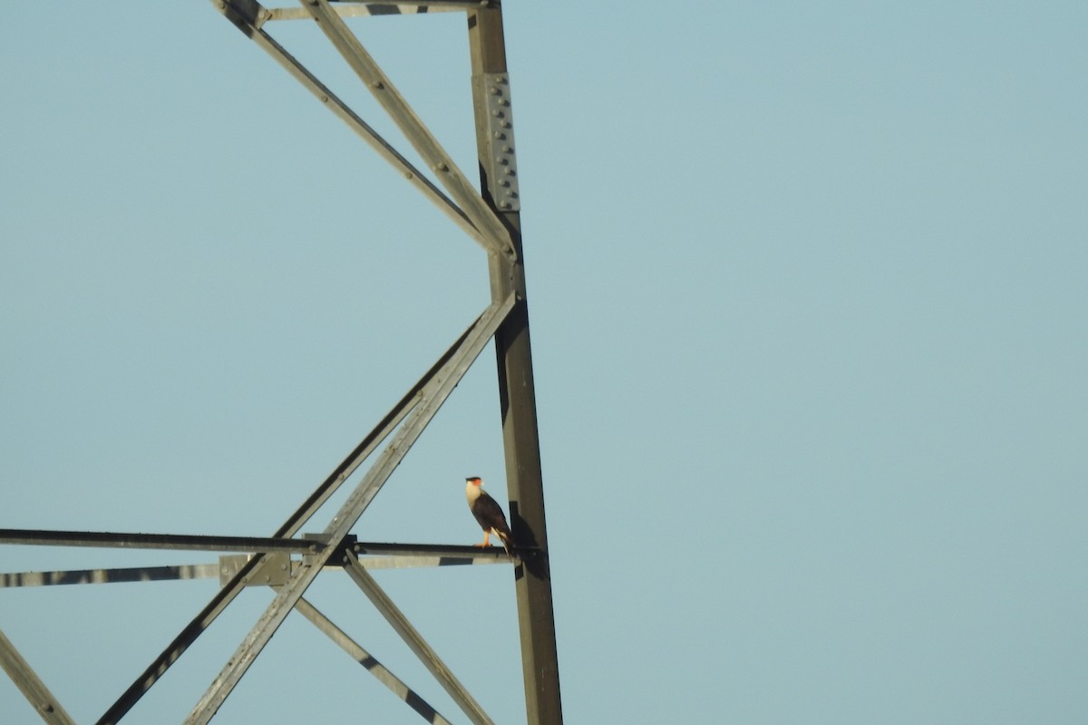 Crested Caracara - ML508602271