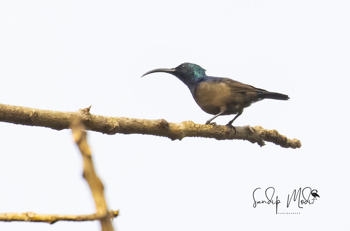 Loten's Sunbird - ML508602321