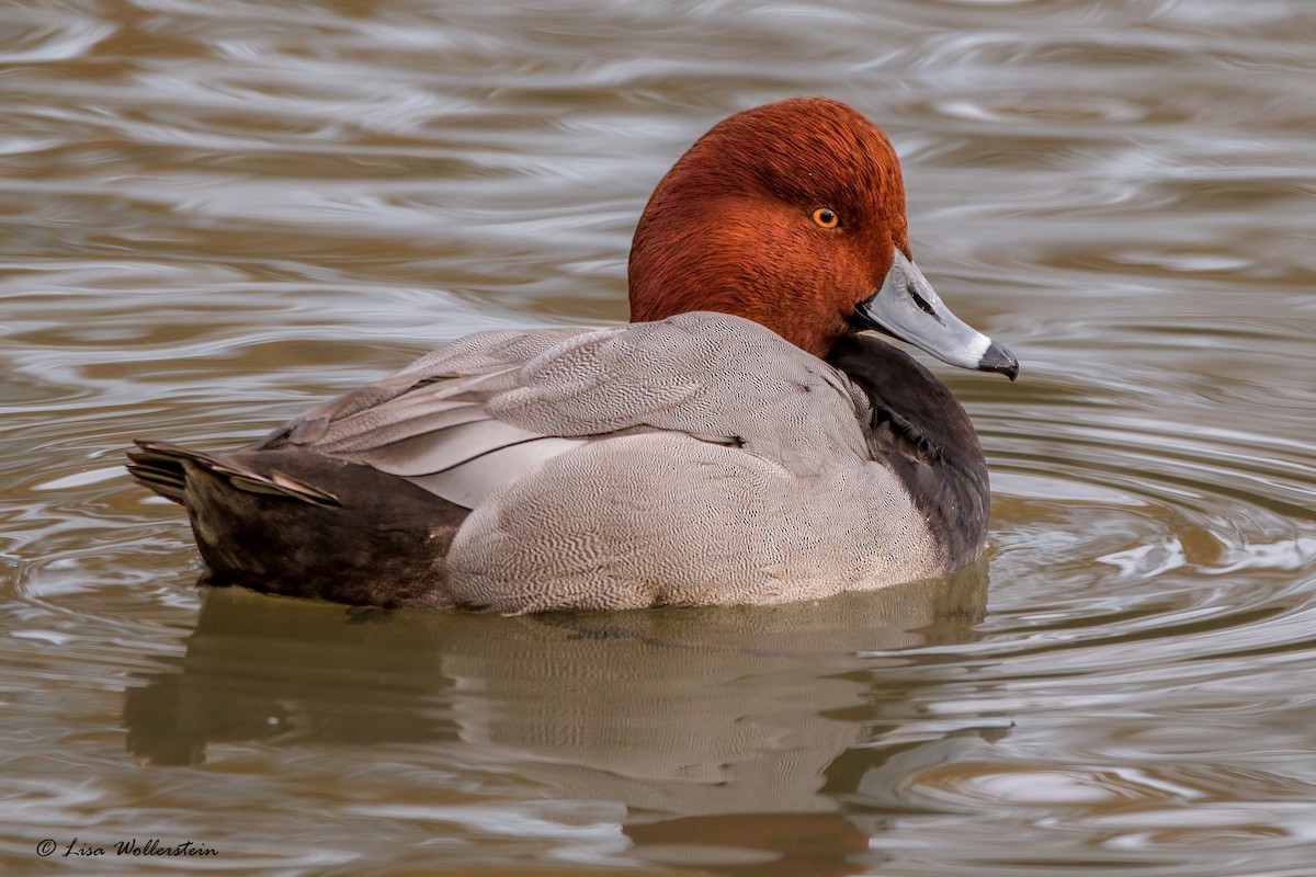 Redhead - ML508602531