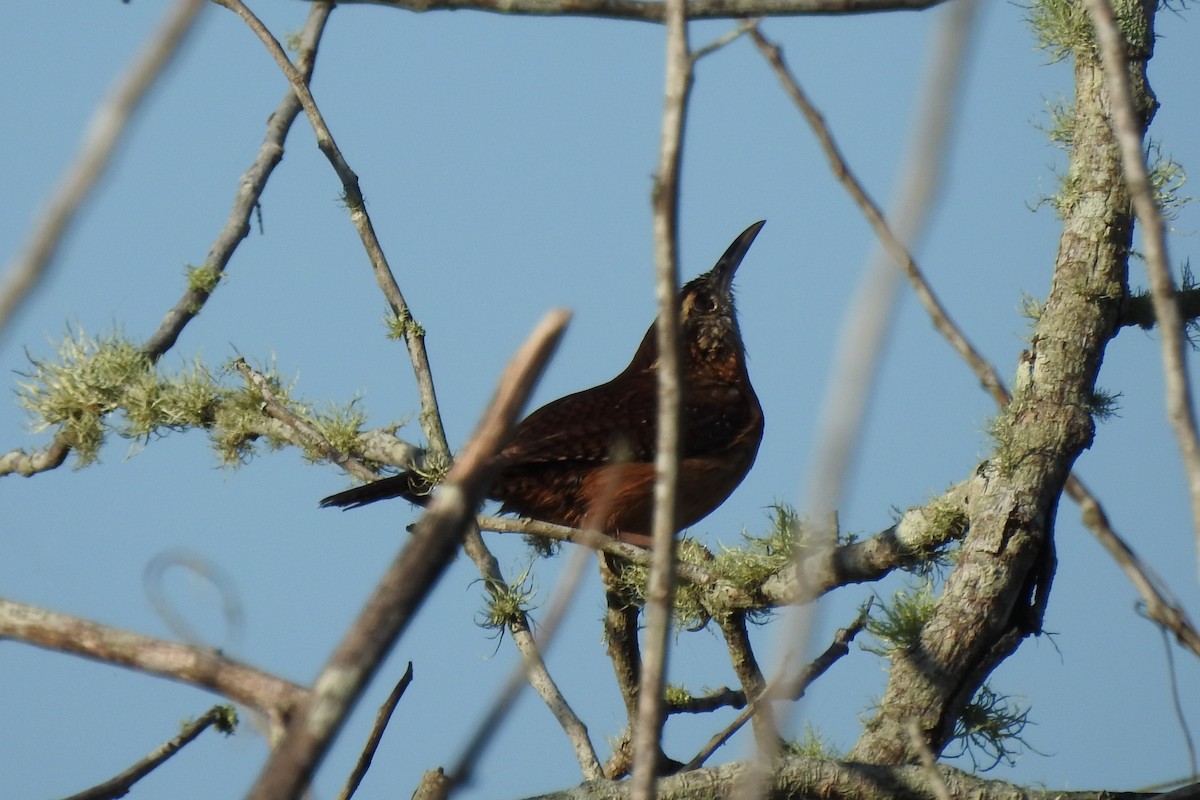 Carolina Wren - ML508602591