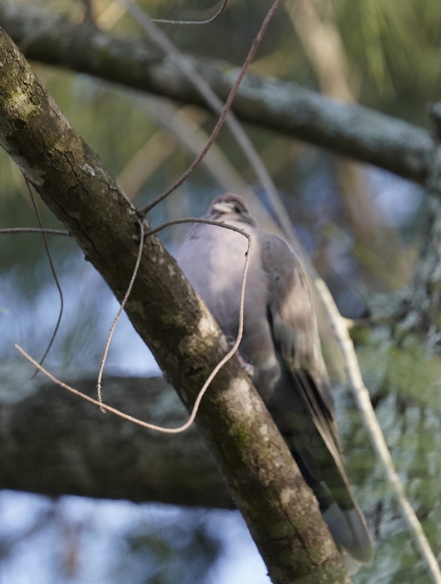 Red-eyed Dove - ML508604281