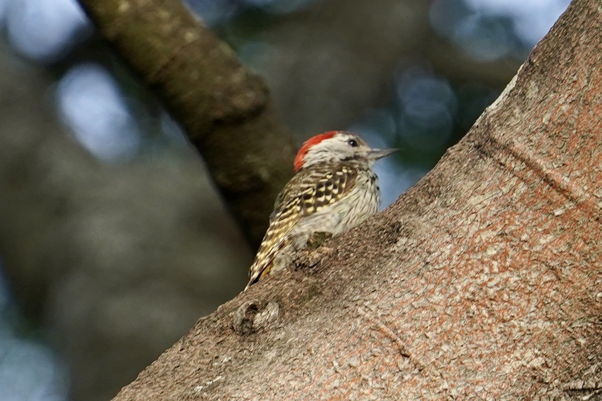 Cardinal Woodpecker - ML508604491