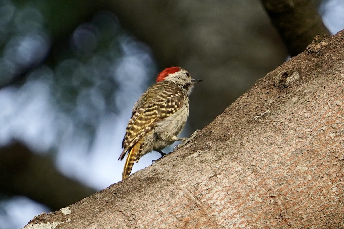 Cardinal Woodpecker - ML508604501