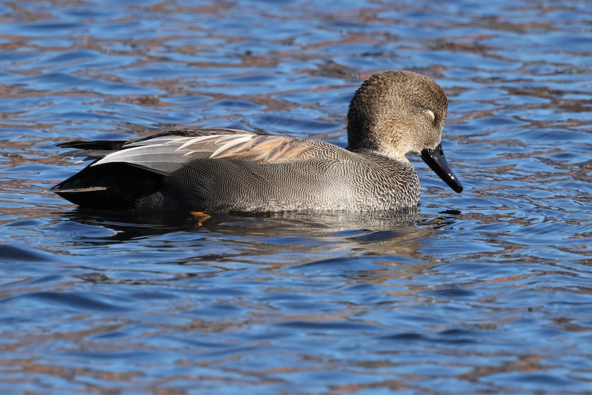 Gadwall - ML508604601