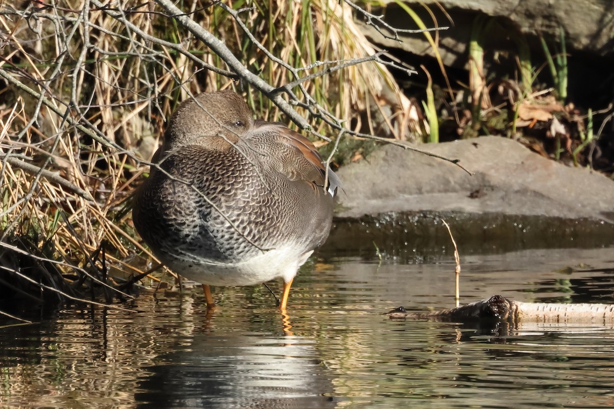 Northern Pintail - ML508604661