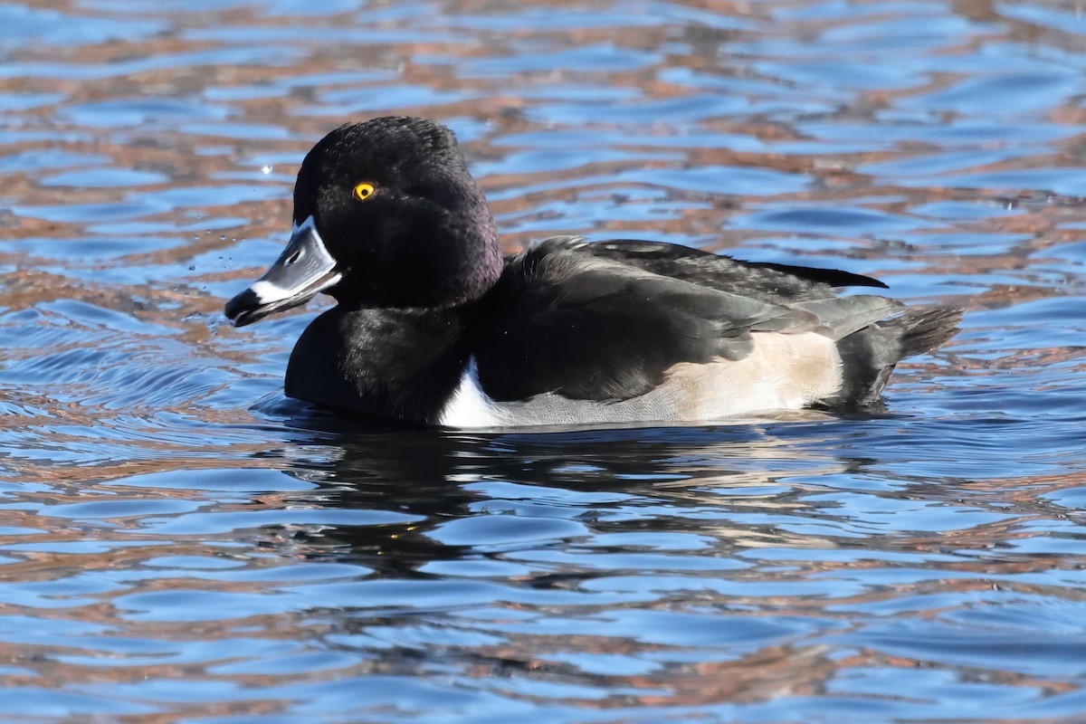 Ring-necked Duck - ML508604691