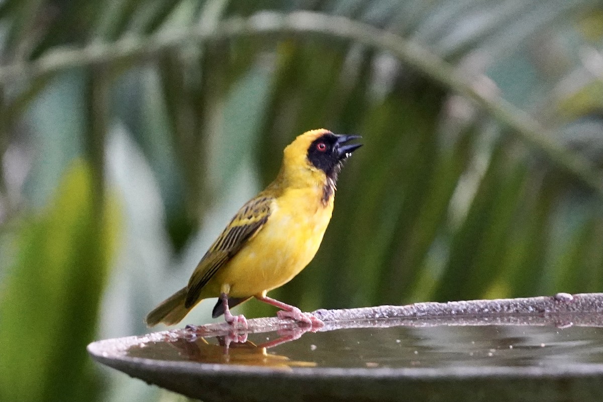 Southern Masked-Weaver - ML508604951