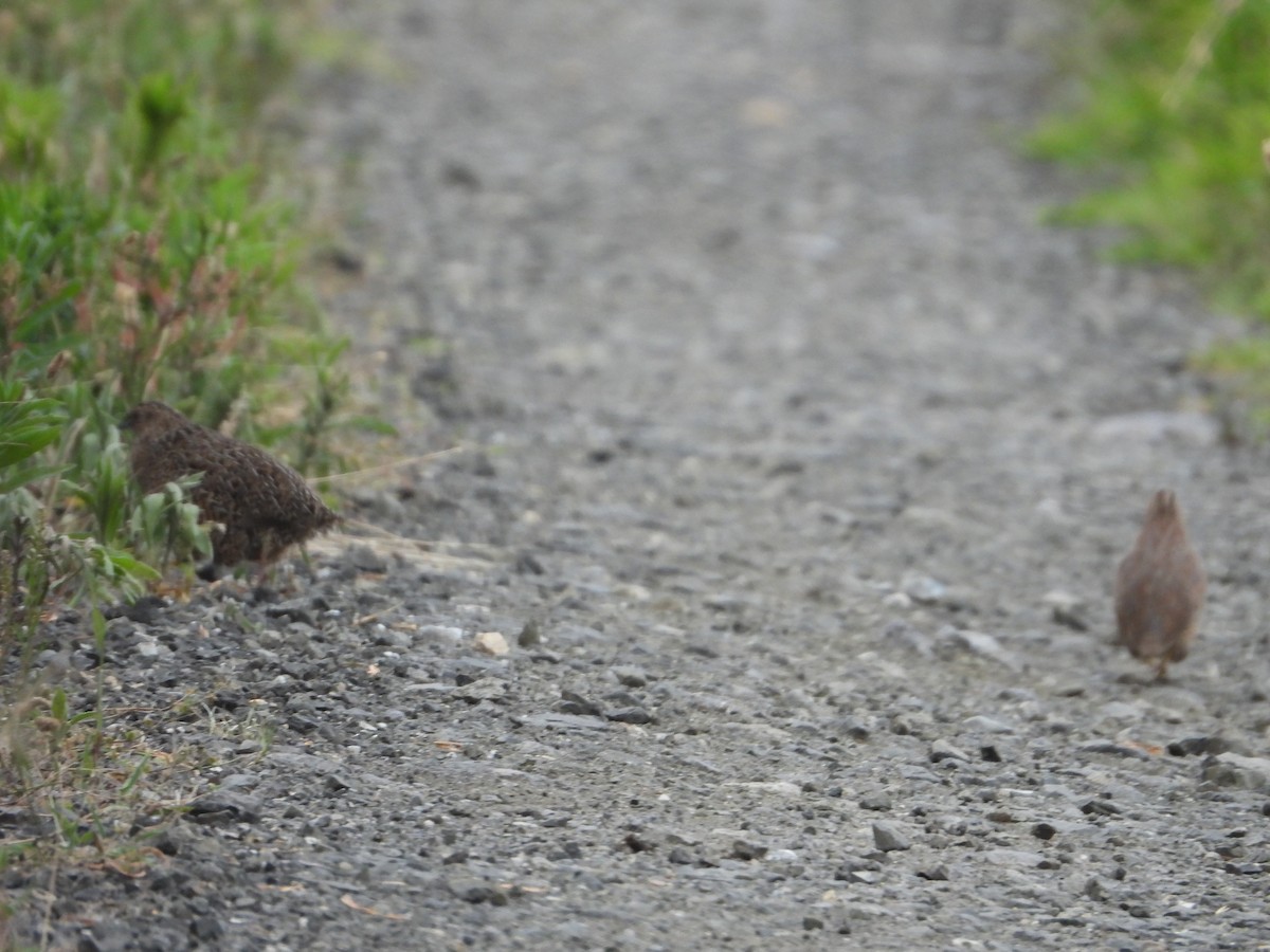 Brown Quail - ML508605491