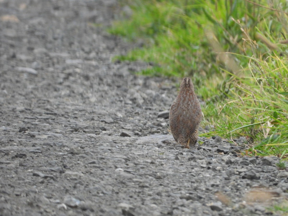 Brown Quail - ML508605501