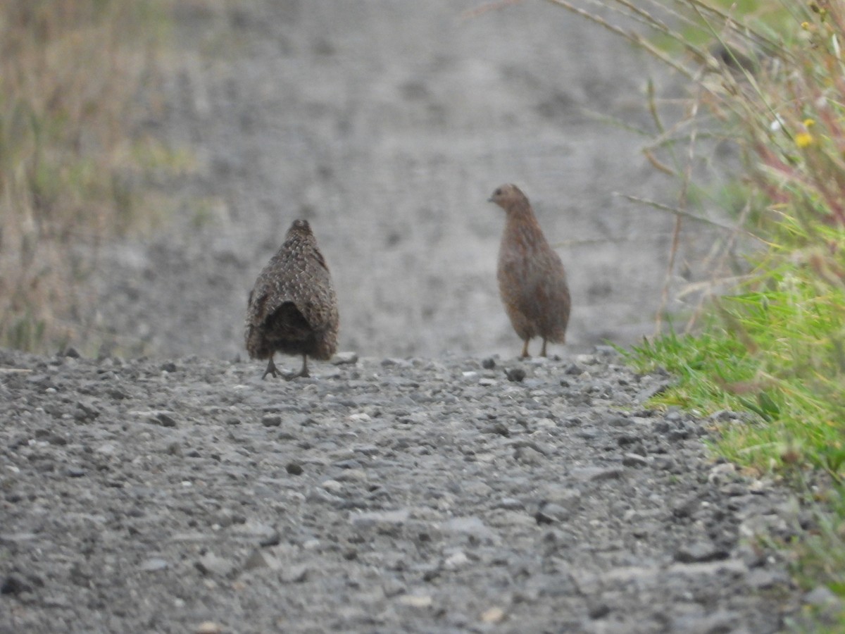 Brown Quail - ML508605511