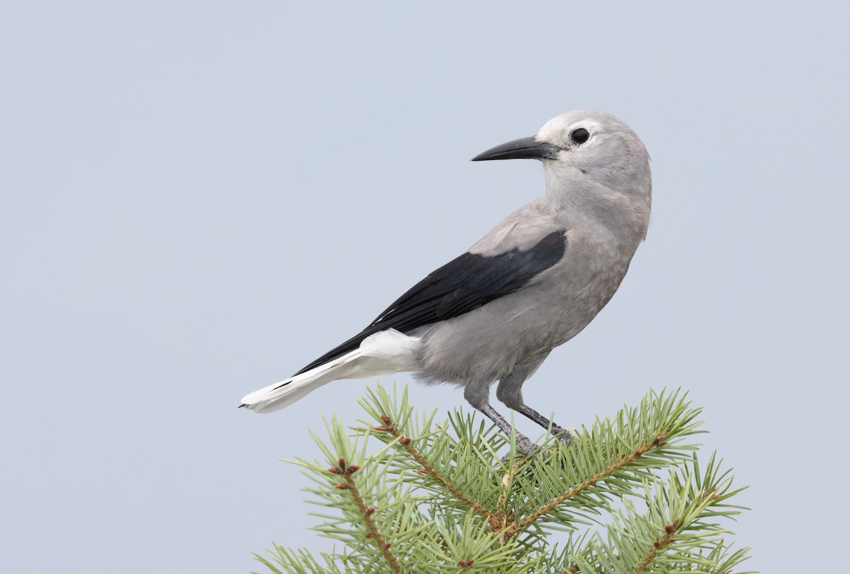 Clark's Nutcracker - ML508605771