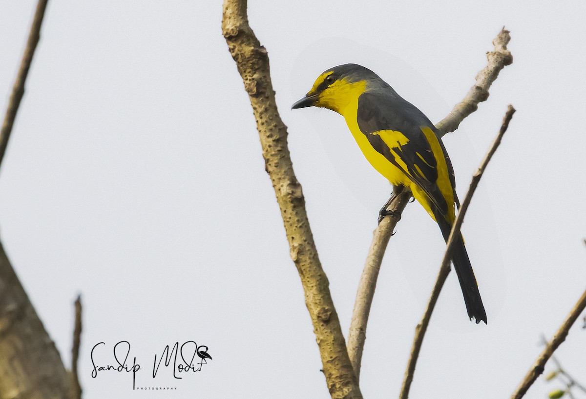 Orange Minivet - ML508608531