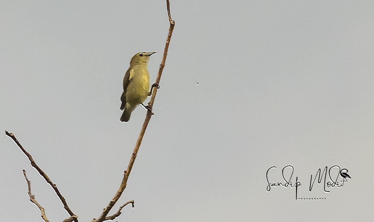 Nilgiri Flowerpecker - ML508610331