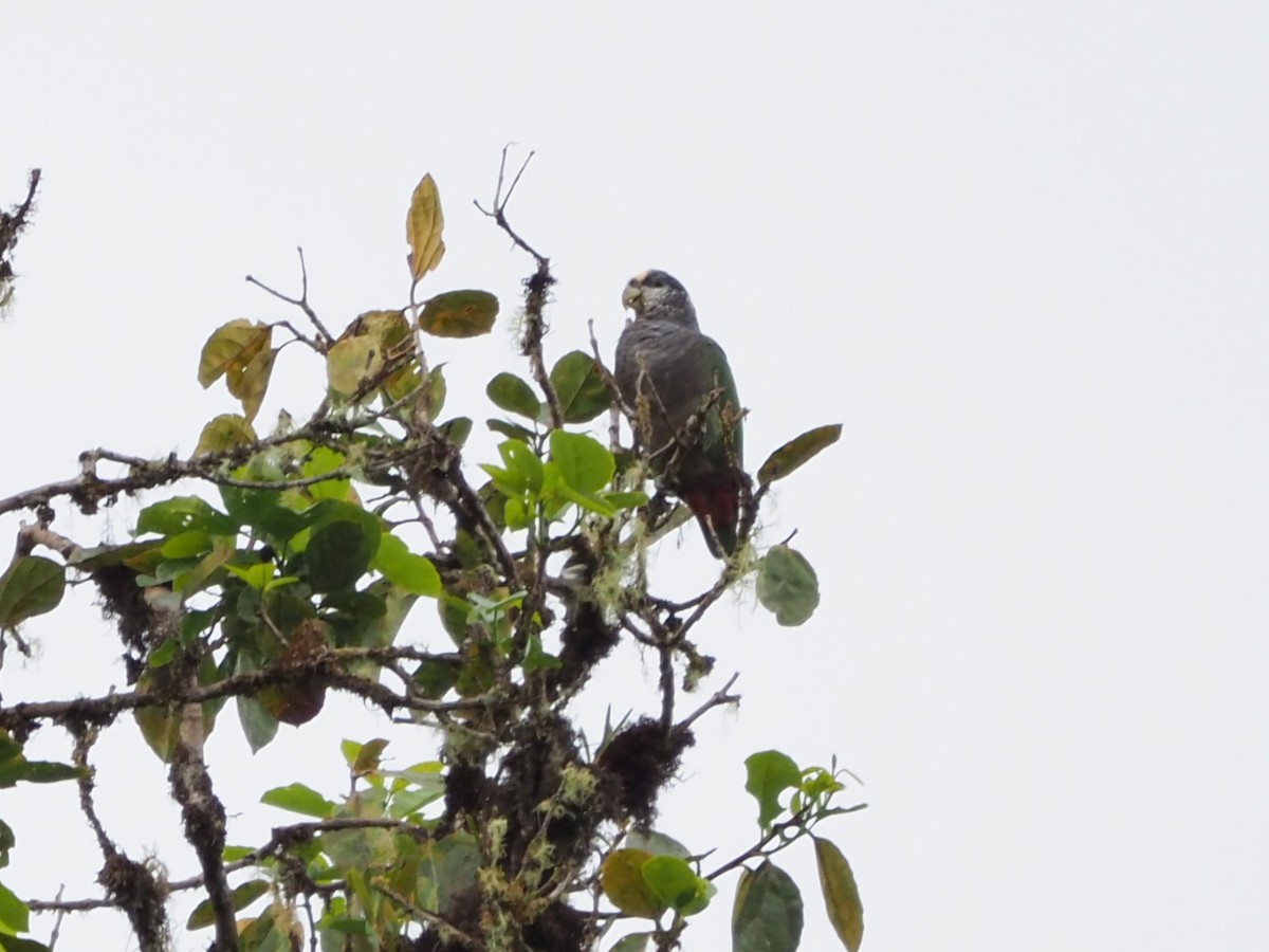 Speckle-faced Parrot - ML508610931