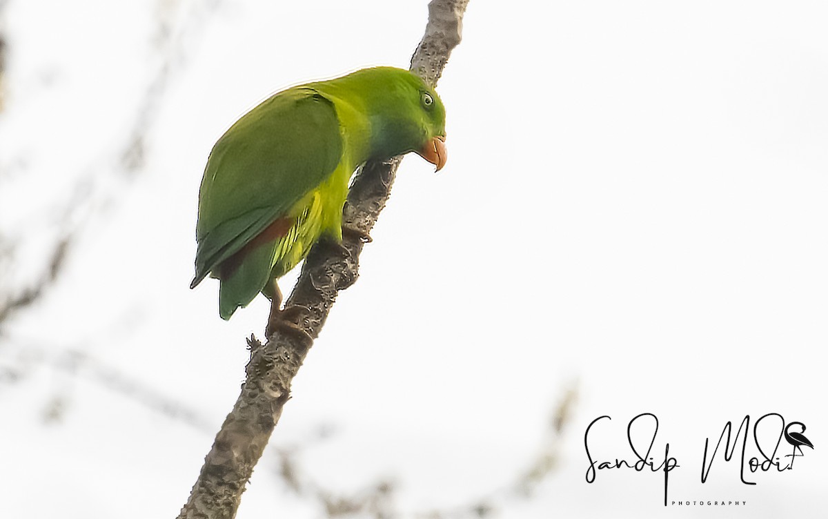 Vernal Hanging-Parrot - Dr.Sandip  Modi