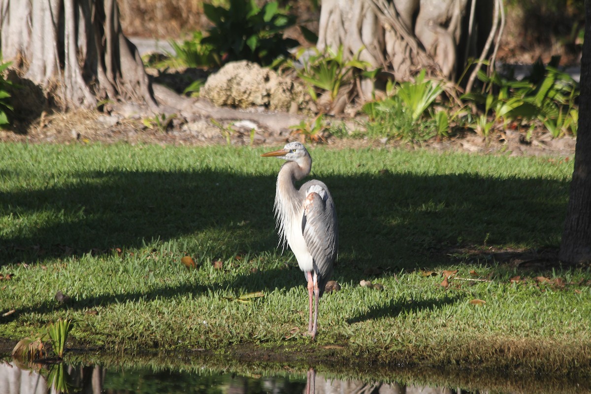 Great Blue Heron (Wurdemann's) - ML508612651