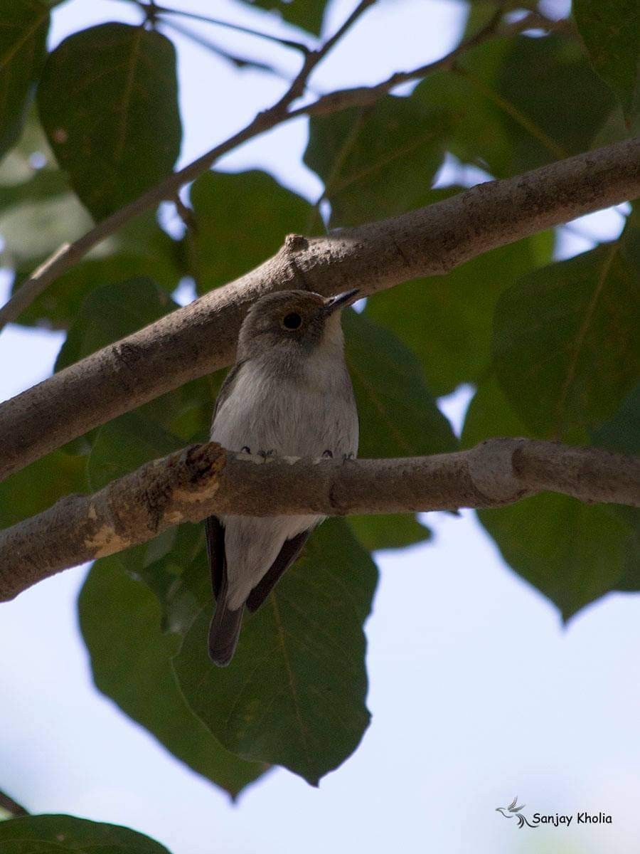 Ultramarine Flycatcher - ML508613131