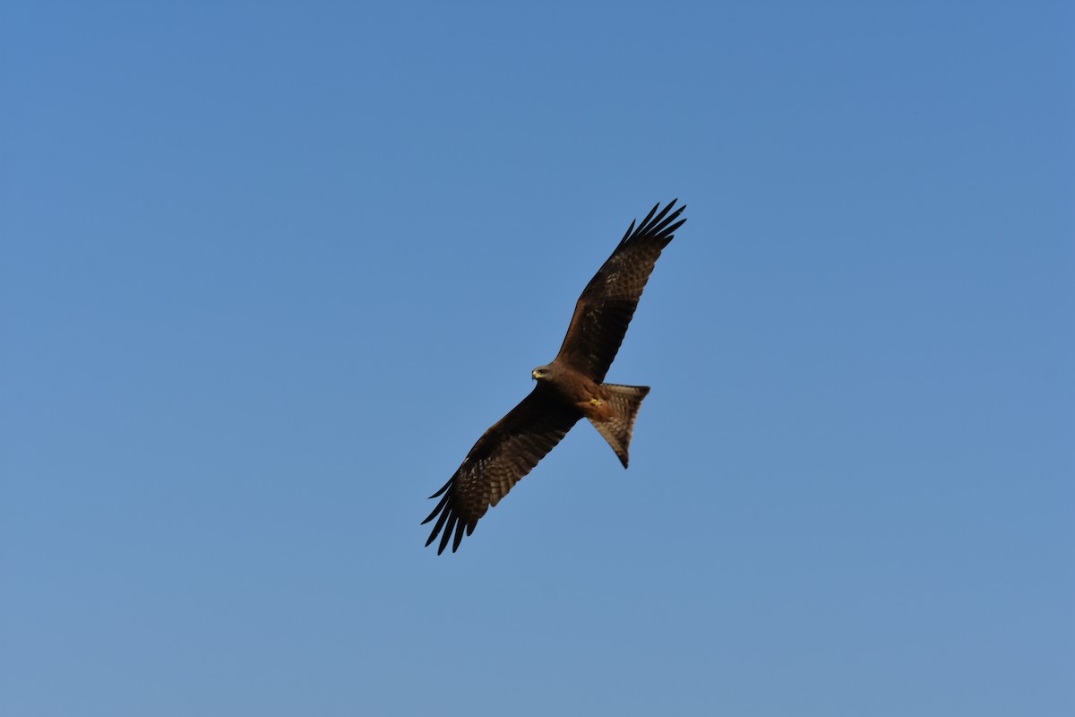 Black Kite - Navin Rajan