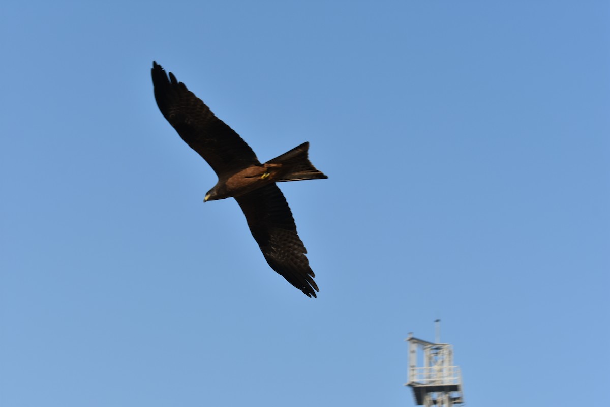 Black Kite - Navin Rajan