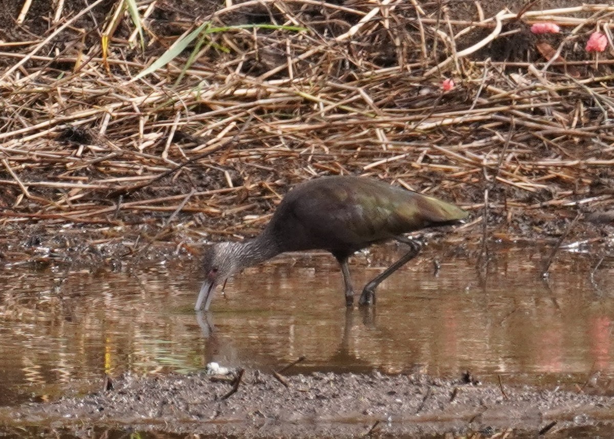 White-faced Ibis - Bill Hunt