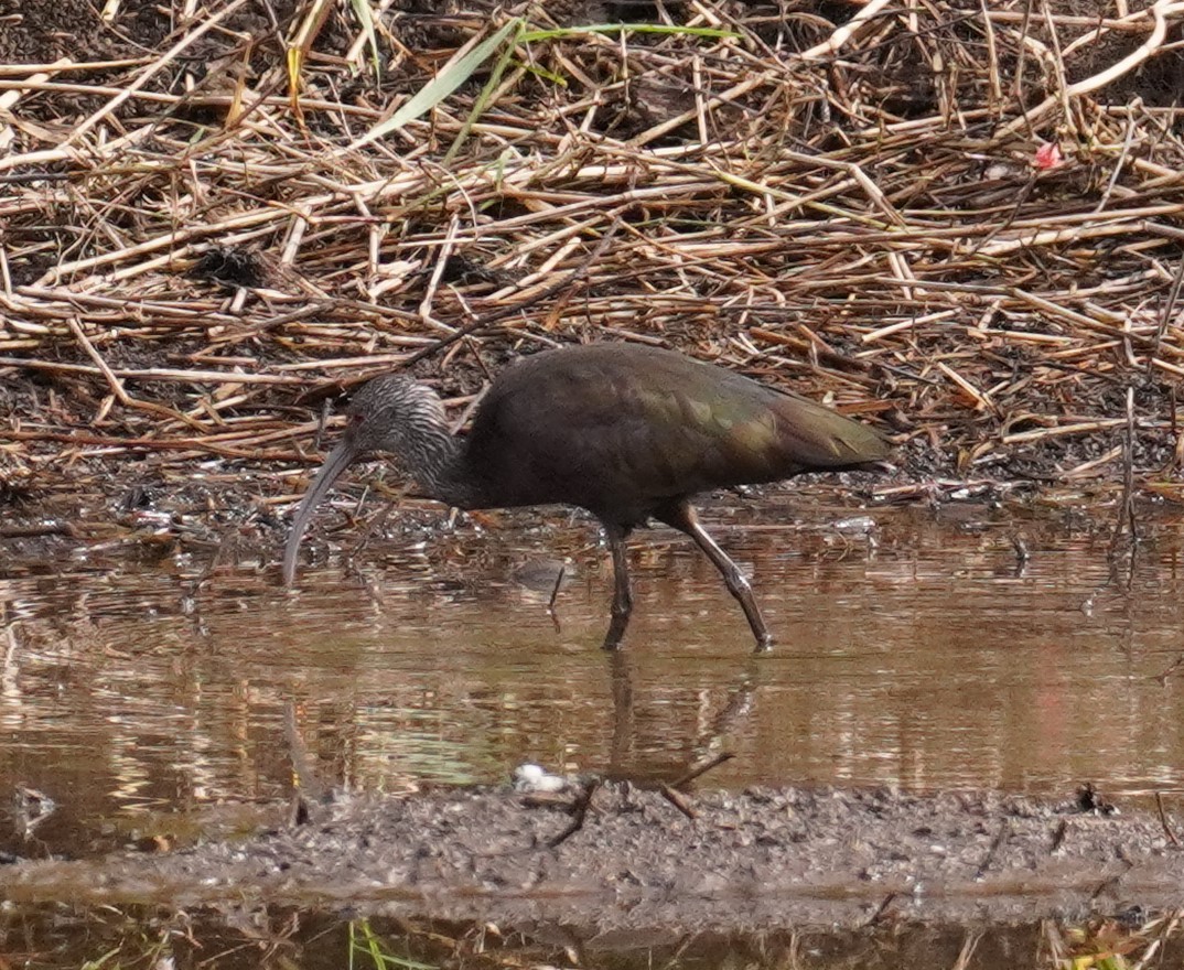 White-faced Ibis - Bill Hunt