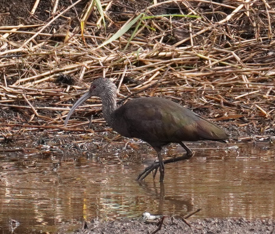 White-faced Ibis - Bill Hunt