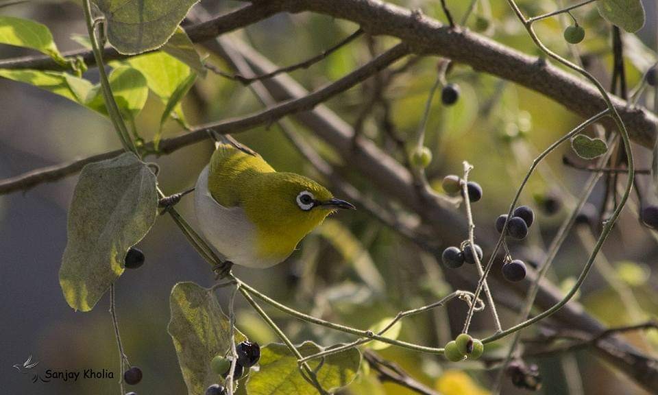 Indian White-eye - ML508613261