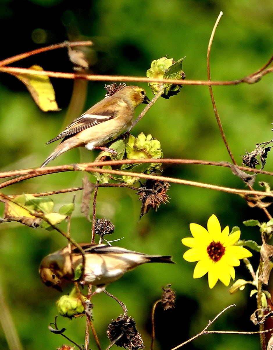 American Goldfinch - Kathleen Horn