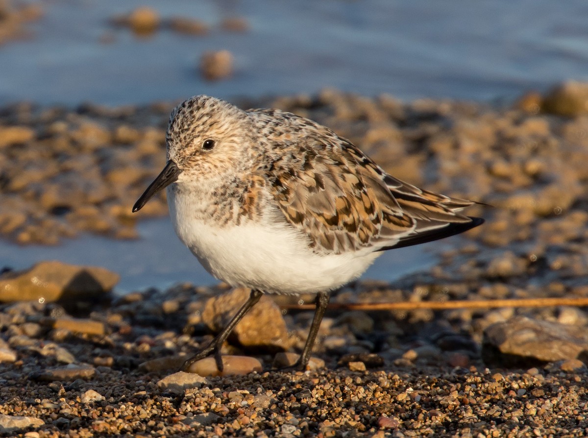 Bécasseau sanderling - ML508615051